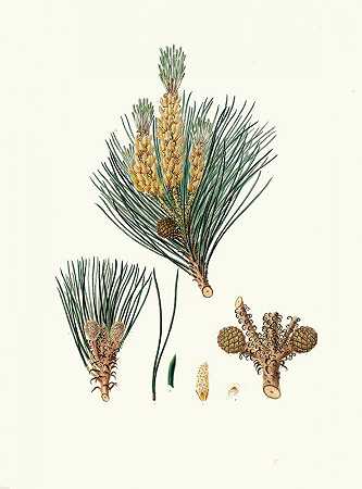 松果松=石松`Pinus pinea = The stone pine (1837) by Aylmer Bourke Lambert
