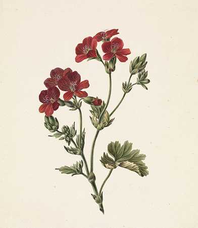 红花`Rode bloem (1830~07) by M. de Gijselaar