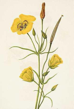 金碗蝴蝶.卡氏梭子鱼`Goldenbowl Mariposa. Calochortus clavatus (1925) by Mary Vaux Walcott