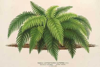 细翼面`Todea (Leptopteris) superba (1854~1896) by Charles Antoine Lemaire