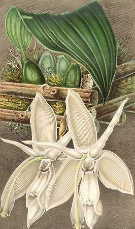 斯坦霍皮菌，spectabilis变种`Stanhopea eburnea, var. spectabilis (1854~1896) by Charles Antoine Lemaire
