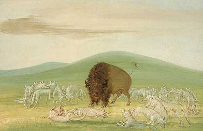 受伤的水牛被包围`Wounded Buffalo Bull Surrounded by White Wolves (1832~1833) by White Wolves by George Catlin