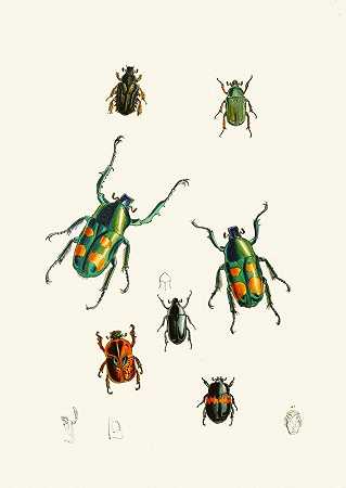 东方昆虫学内阁Pl XVIII`The cabinet of oriental entomology Pl XVIII (1848) by John Obadiah Westwood