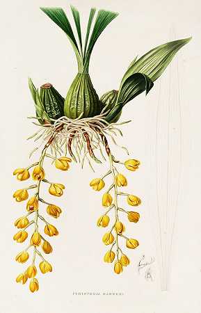 巴氏周菌`Peristeria Barkeri (1837~1843) by James Bateman