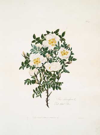 非常多刺的粉红色`Rosa spinosissima2 (1799) by Mary Lawrance