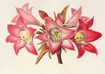 颠茄石蒜`Amaryllis Belladonna (1854~1896) by Charles Antoine Lemaire