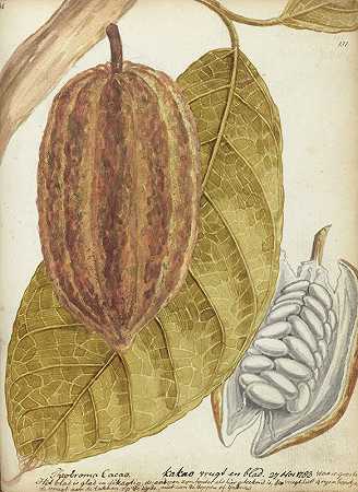 可可`Cacao (1783) by Jan Brandes