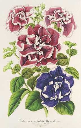 矮牵牛（杂交），丛枝植物区系`Pétunia inimitabilis (hybride), flore pleno (1854~1896) by Charles Antoine Lemaire