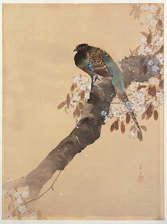 樱花枝雉`Pheasant on cherry blossom branch (1887 ~ 1945) by Ohara Koson