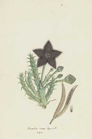 三齿草。（金米弗洛拉庄园）`Tridentea gemmiflora (Masson) Haw.(Stapelia gemmiflora) (1777 ~ 1786) by Robert Jacob Gordon