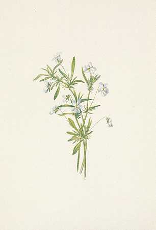 野紫罗兰。炼油厂的紫罗兰`Field Violet. Viola rafinesquii (1925) by Mary Vaux Walcott