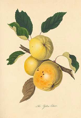 黄色埃利奥特`Yellow Elliot (1811) by Thomas Andrew Knight