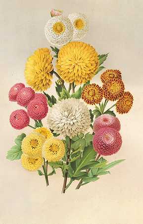 秋天的菊花。`Chrysanthèmes d’automne. (1854~1896) by Charles Antoine Lemaire