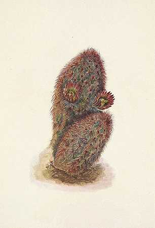 绿色草莓仙人掌。绿色棘球绦虫`Green Strawberry~cactus. Echinocereus viridiflorus (1925) by Mary Vaux Walcott