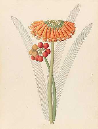 Cyrtanthus[君子兰]`Cyrtanthus [Clivia nobilis] (1817) by Clemenz Heinrich Wehdemann