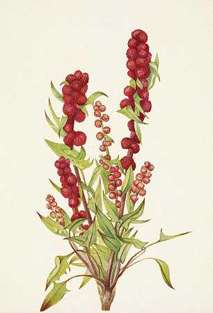 草莓酱。头状藜`Strawberry~blite. Chenopodium capitatum (1925) by Mary Vaux Walcott