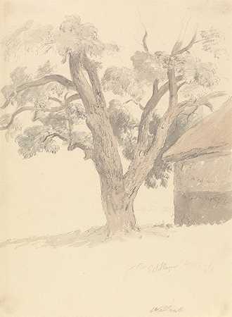 胡桃树`Walnut Tree (ca. 1826) by Robert Hills