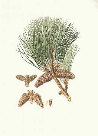 tæda松=乳香松`Pinus tæda = Frankincense pine (1837) by Aylmer Bourke Lambert