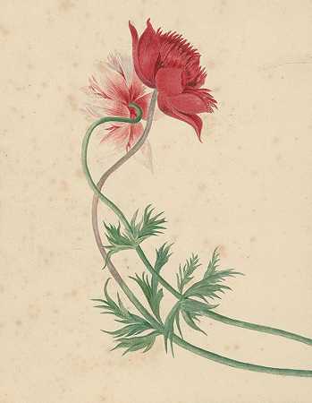 两个树枝各有一朵花`Twee takken met elk een bloem (1714 ~ 1760) by Michiel van Huysum