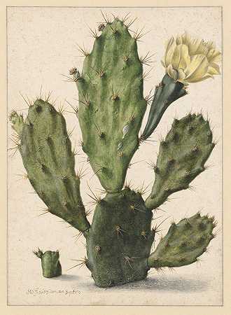 无花果仙人掌`Bloeiende vijgcactus (1683) by Herman Saftleven