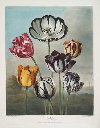 一群郁金香。`A Group Of Tulips. (1799–1807) by Robert John Thornton