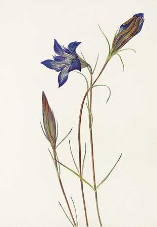 松叶龙胆。（紫龙胆）`Pinebarren Gentian. (Gentiana porphyrio) (1925) by Mary Vaux Walcott
