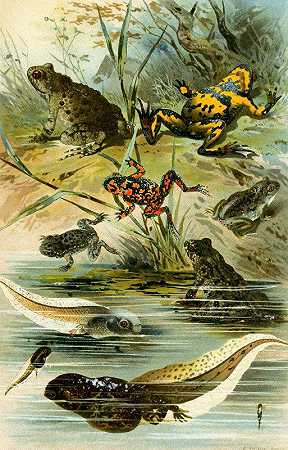 厚皮铃蟾、小铃蟾、大耳蝠、褐飞虱`Bombinator pachypus, Bombinator bombinus, Alytes obst, Pelobates fuscus (1897) by Bruno Dürigen