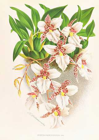 冬凌草`Odontoglossum rubescens (1885~1906) by Jean Jules Linden