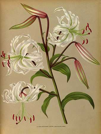 大百合专辑（兰西百合专辑）`Lilium Speciosum Album ( Lancifolium Album) (1872~1881) by Arentine H. Arendsen