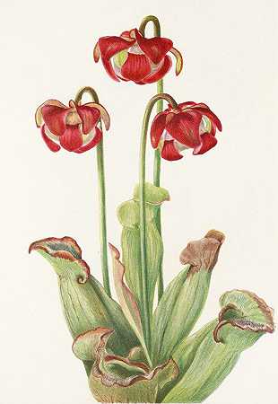 猪笼草`Pitcherplant (Sarracenia purpurea) (1925) by Mary Vaux Walcott