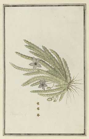 圆锥葡萄球菌。（小海星花）`Stapelia paniculata Willd.(Small starfish flower) (1777 ~ 1786) by Robert Jacob Gordon