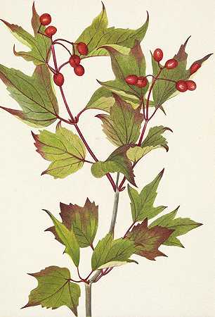 蔓越莓。一点生活。`Cranberrybush. Viburnum pauciflorum (1925) by Mary Vaux Walcott