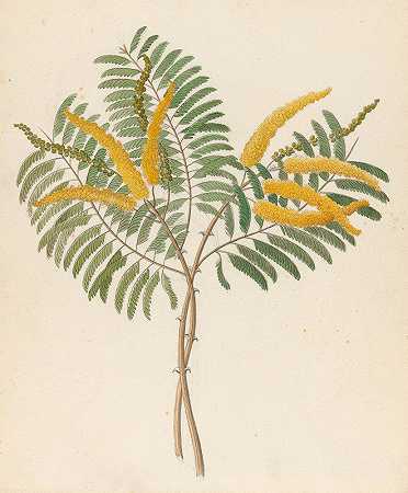 含羞草[相思咖啡]`Mimosa [Acacia caffra] (1817) by Clemenz Heinrich Wehdemann