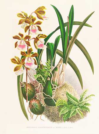 紫红附睾`Epidendrum atropurpureum (1885~1906) by Jean Jules Linden