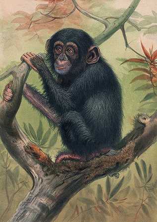 黑猩猩`The Chimpanzee (1861~1867) by Joseph Wolf