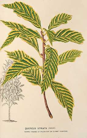 白栎`Quercus striata (1854~1896) by Charles Antoine Lemaire