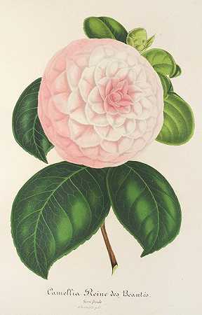 茶花皇后`Camellia Reine des Beautés (1854~1896) by Charles Antoine Lemaire