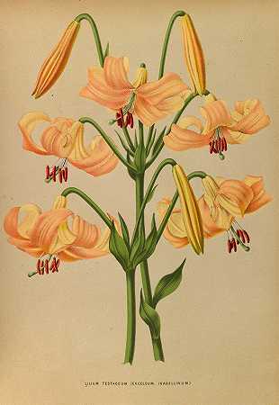 百合`Lilium Testaceum (1872~1881) by Arentine H. Arendsen