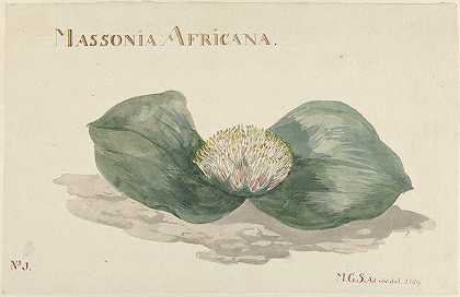 非洲马尾松`Bloem Massonia Africana (1789) by Maria Geertruida Barbiers-Snabilié