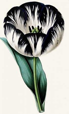 郁金香`Tulip (1852~1861)