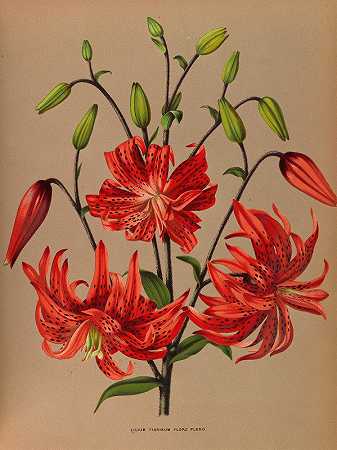 百合花开满。`Lilium Tigrinum Flore Pleno. (1872~1881) by Arentine H. Arendsen