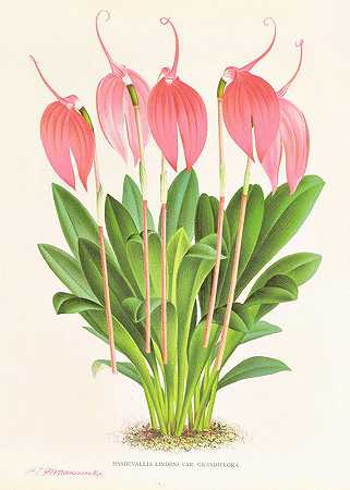 大花马斯德瓦利亚`Masdevallia lindeni var grandiflora (1885~1906) by Jean Jules Linden
