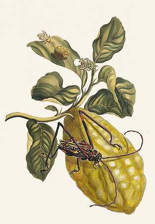 柠檬树`Citronier (1705) by Maria Sibylla Merian