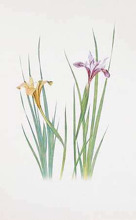 大鸢尾花`Iris macrosiphon (1913) by William Rickatson Dykes