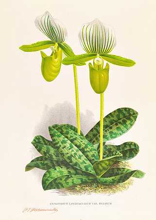 罗氏鲤属`Cypripedium lawrenceanum var hyeanum (1885~1906) by Jean Jules Linden