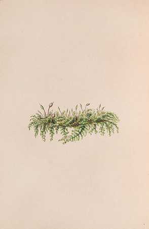 槲寄生`Mistletoe (1840) by John Stevens Henslow