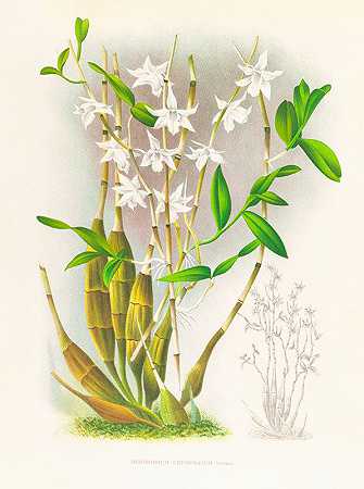 皱皮石斛`Dendrobium crumenatum (1885~1906) by Jean Jules Linden