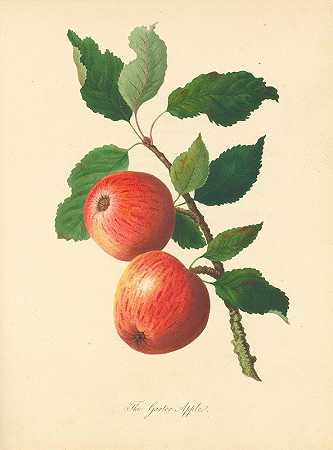 吊袜带苹果`Garter Apple (1811) by Thomas Andrew Knight