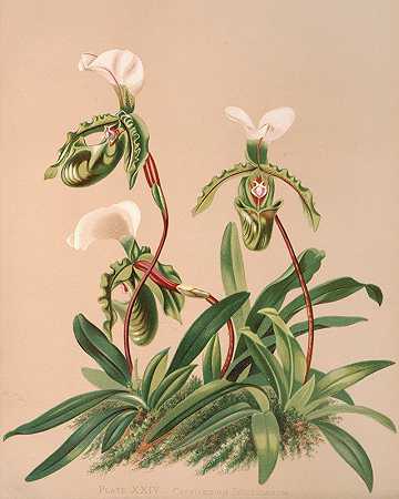 塞浦路斯香料馆`Cypripedium Spicerianum (1885) by Harriet Stewart Miner