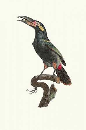 L法属圭亚那的一种雄性阿拉卡里·库利克。`LAracari Koulik mâle de la Guyane. (1806) by Jacques Barraband